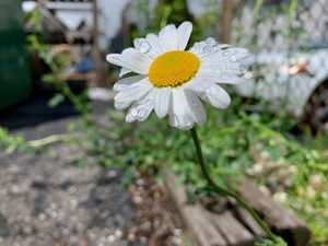 Meet your Posher, Brittney